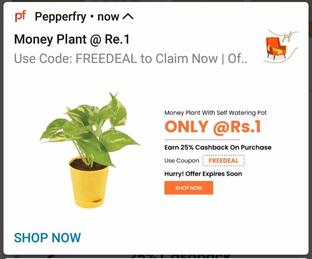 Pepperfry Loot - Get Money Plant With Yellow Self Watering Pot @ Just ₹1