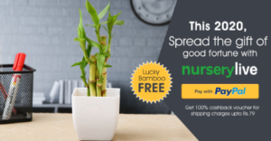 [Back Again] NurseryLive - Lucky Bamboo Plant For FREE