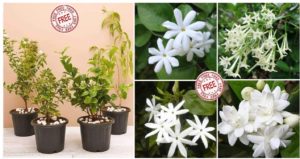 [Last Day] NurseryLive Loot - Get 4 Jasmine Plants For FREE