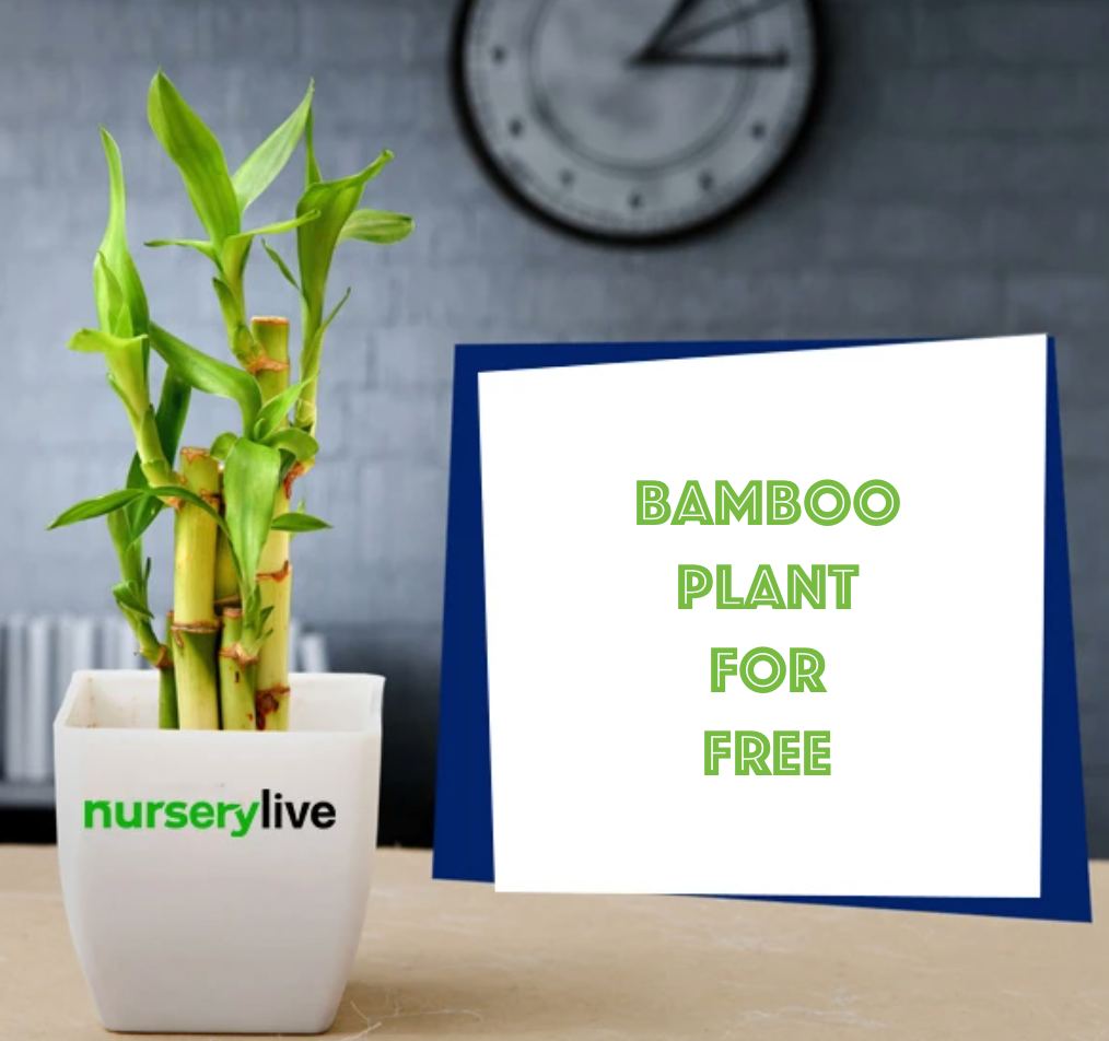 NurseryLive Free Plants